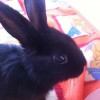Fluffi!